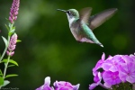 ruby-throated hummingbird in flight