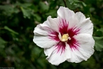 white and red flower at duke gardens