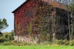 old ohio barn covered in red ivy