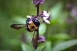 carpenter bee on basil flower