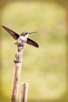 ruby-throated hummingbird on bamboo stake